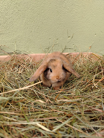 Conigli coniglietti nani Ariete per minilop