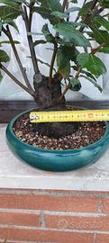 Bonsai di leccio 