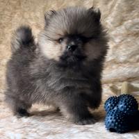 Volpini pomerania toy