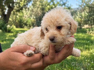 Cucciola lagotto romagnolo