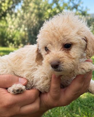 Cucciola lagotto romagnolo