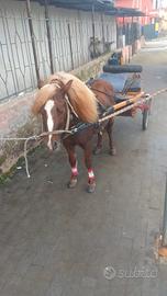 Pony