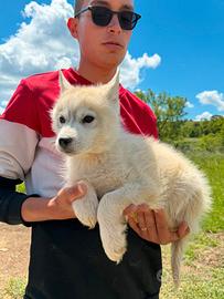 Strepitosi Siberian Husky con pedigree