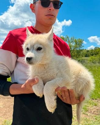 Strepitosi Siberian Husky con pedigree