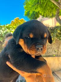 cucciola rottweiler 