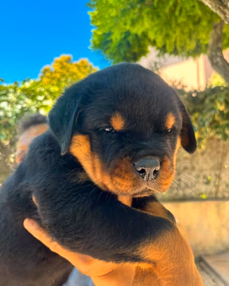 cucciola rottweiler 