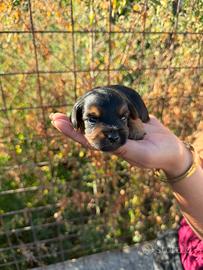 Yorkshire terrier