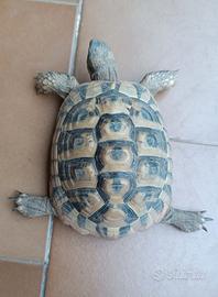 Tartarughe di terra