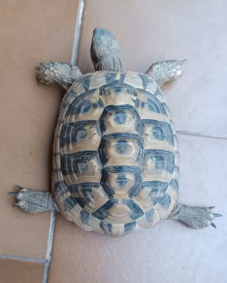Tartarughe di terra