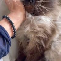 Gatto Siberiano - DISPONIBILE PER MONTA