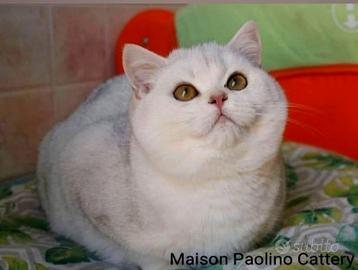 Gattina british shorthair golden blue copper eyes