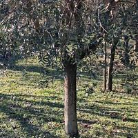 piante di olivo varietà leccino