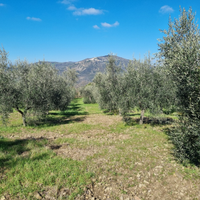 Vendita terreni valsinni mt