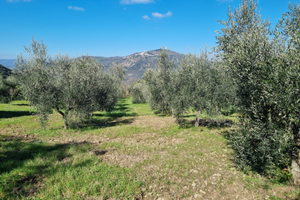 Vendita terreni valsinni mt