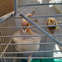 Canarini 3313451152 chieri