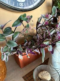 Pianta tradescantia nanouk con vaso