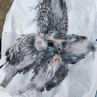 Disponibili calopside ali beco