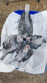 Disponibili calopside ali beco