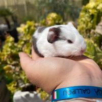 Porcellini d'India, / cavie