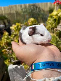 Porcellini d'India, / cavie