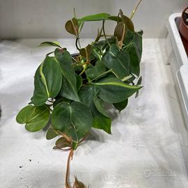 Pianta philodendron brazil