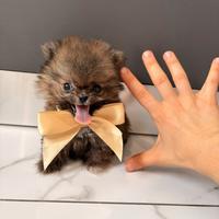 Cuccioli con PEDIGREE volpino Pomerania TOY spitz