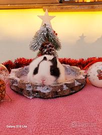 Conigli nani super mini toy 1 kg