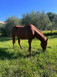 Cavallo