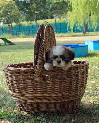 Shih tzu cuccioli con pedigree