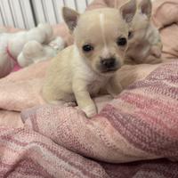 Chihuahua toy femminuccia