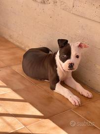 Cucciola amstaff