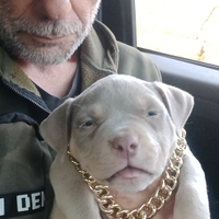 American bully