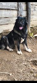 Cane da pastore del Caucaso pedigree ENCI h