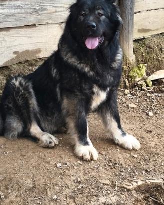 Cane da pastore del Caucaso pedigree ENCI h