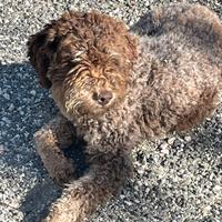 Lagotto romagnolo
