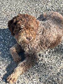 Lagotto romagnolo