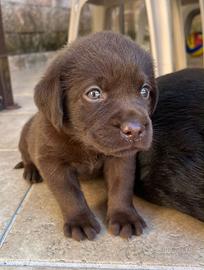 Cuccioli Labrador
