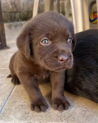 Cuccioli Labrador