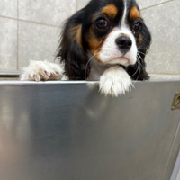 Cavalier King