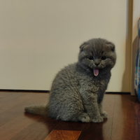 Gattini Scottish Fold con Pedigree