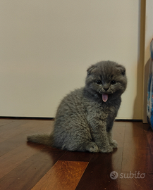 Gattini Scottish Fold con Pedigree