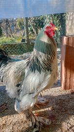 Gallo BRAHMA