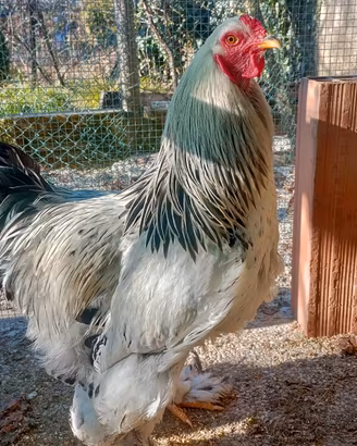 Gallo BRAHMA
