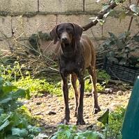 Bracco tedesco kurzhaar