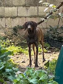 Bracco tedesco kurzhaar