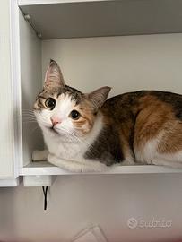? Lucy gatta dolce 4 anni Trieste