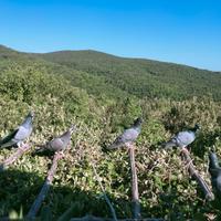 Piccioni volantini per caccia al colombaccio