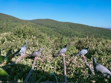 Piccioni volantini per caccia al colombaccio