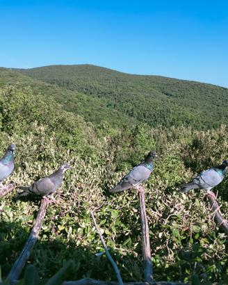 Piccioni volantini per caccia al colombaccio