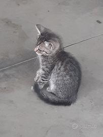 Gattini